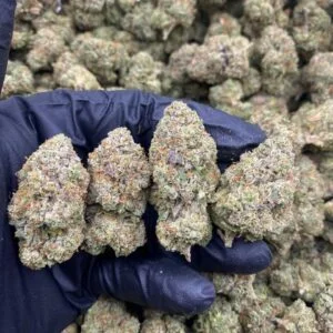 Monkey Grease Strain