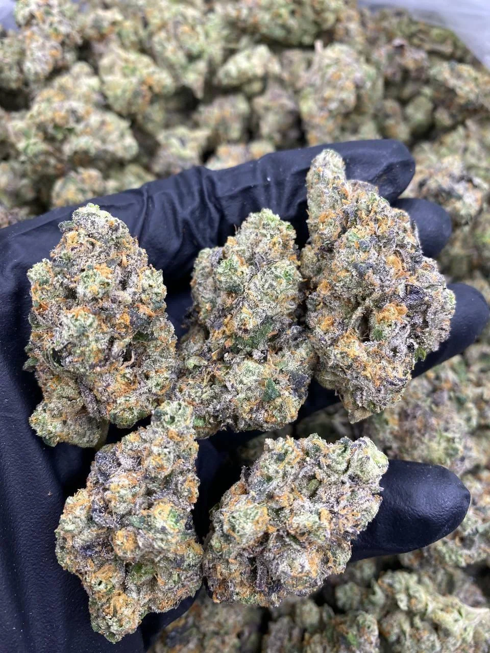 Grape Ape weed strain