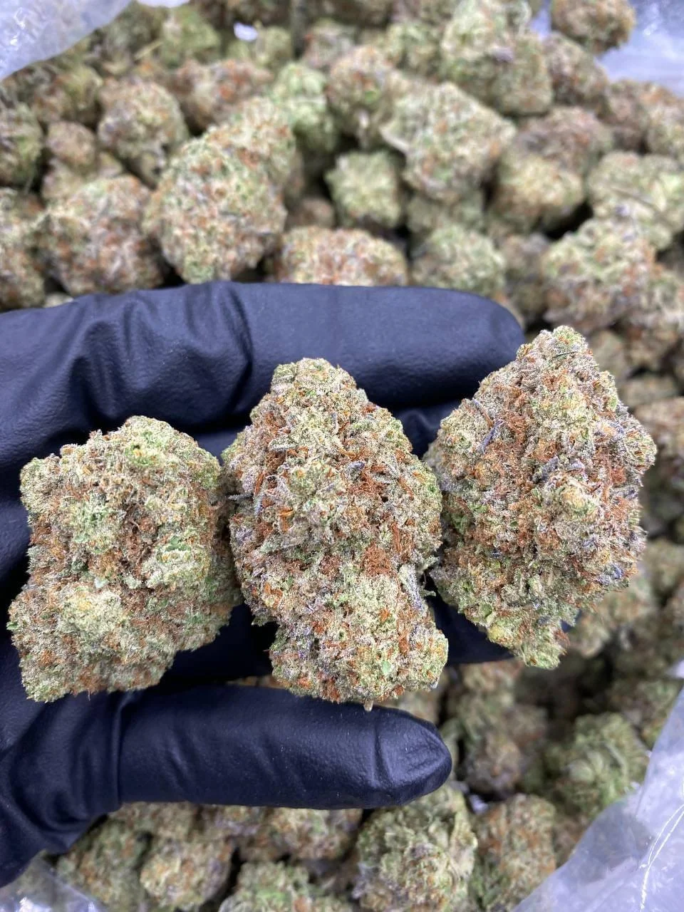 Grease Monkey Strain