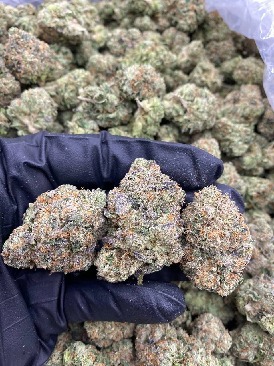 Liquid Imagination Weed Strain