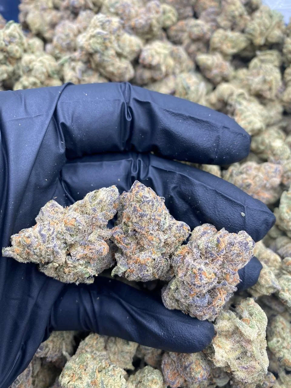 Pure Michigan Strain